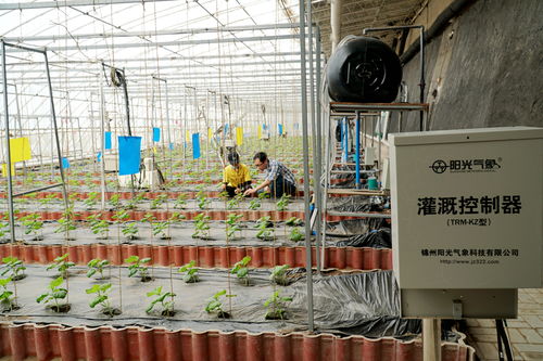 资源高效利用型设施蔬菜健康生产关键技术研究项目顺利通过验收